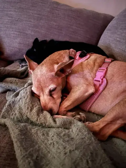 Penny photo 2