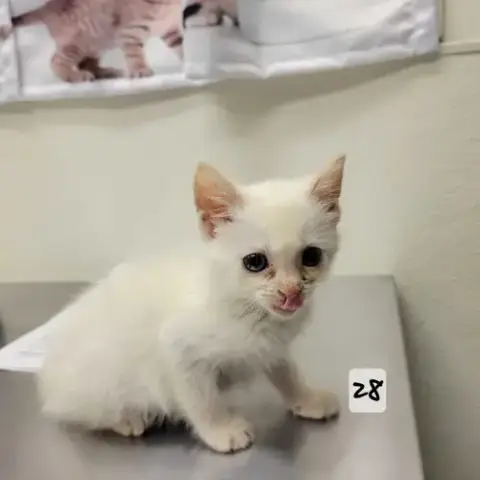 Yogurt