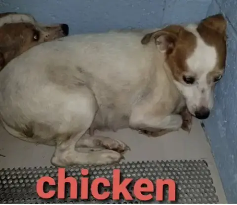 Chicken * photo 2