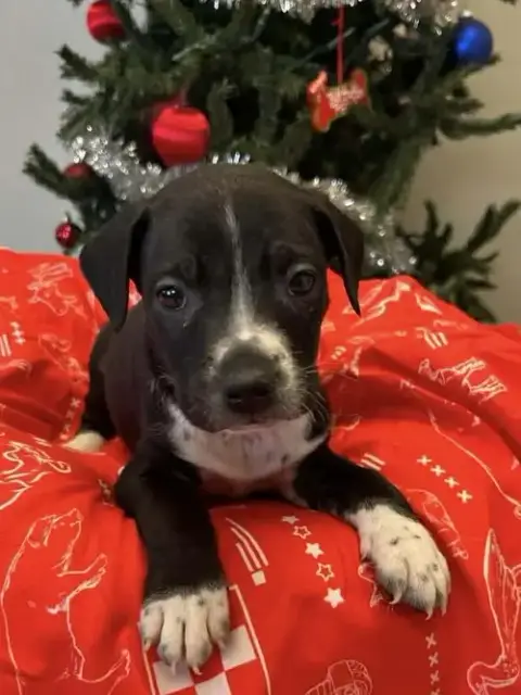 Coffee Puppies photo 3