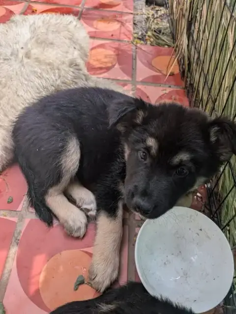 Zuko