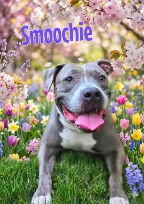Smoochie
