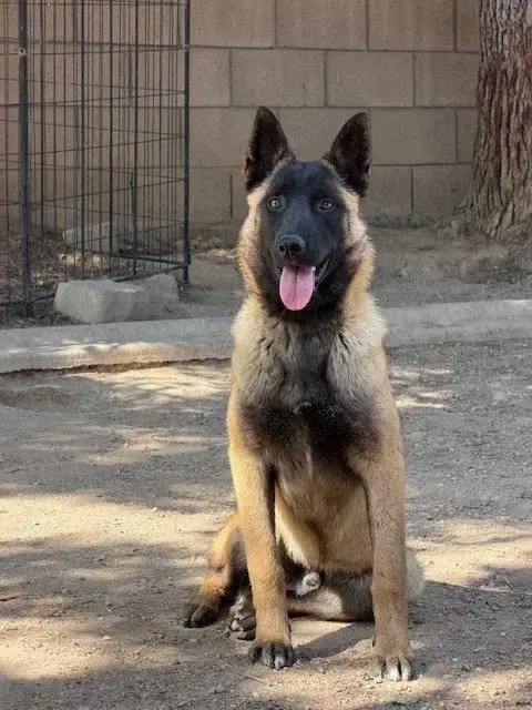 Pedro In Ca