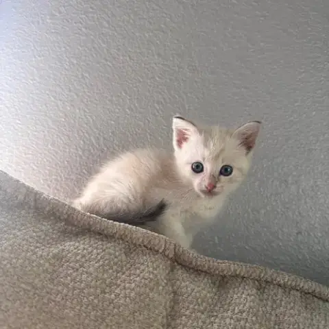 Savannah