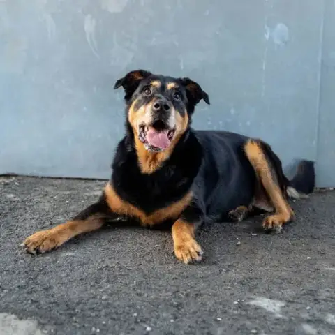 Nala photo 2