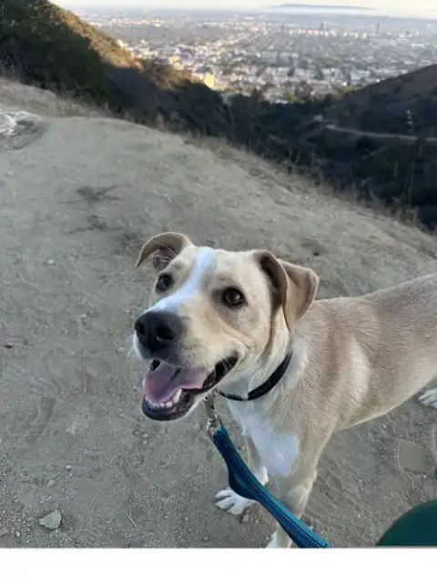 Milo photo 3