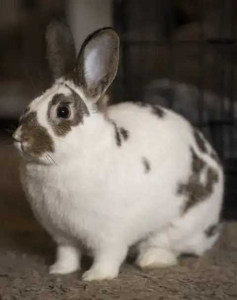Pecan photo 3