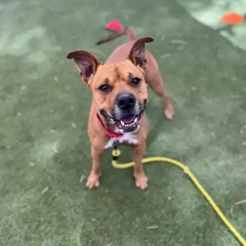 Tyson