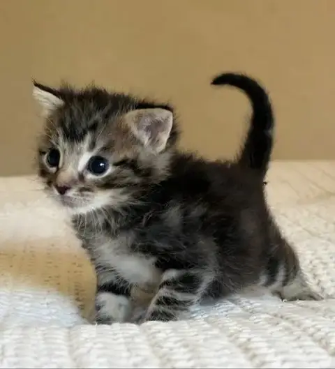 Small Fry photo 2