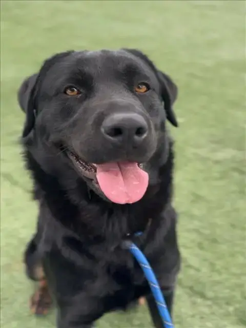 Apollo
