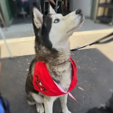 Zorro photo 3