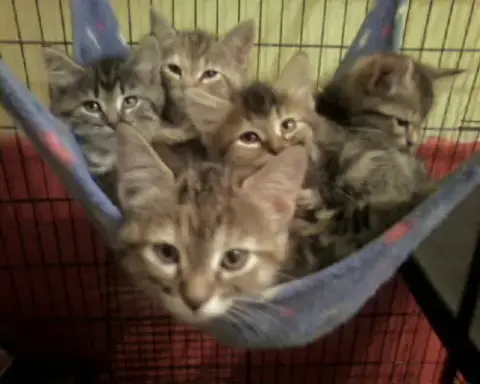Foster Homes Needed