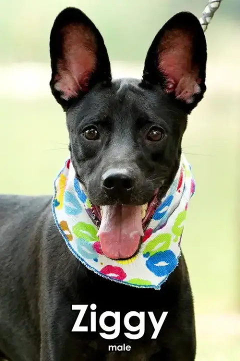 Ziggy From Taiwan photo 2