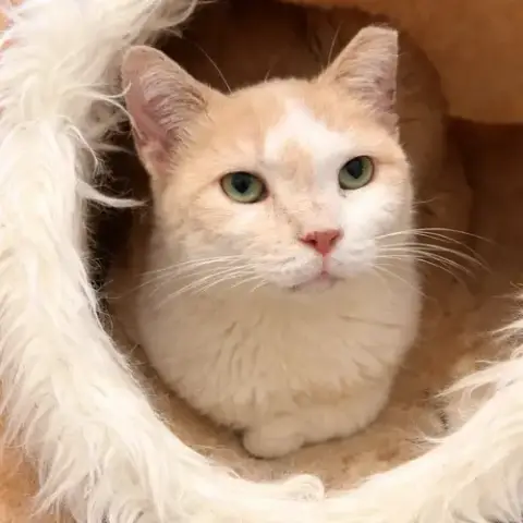 Peaches