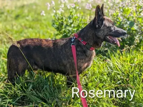 Rosemary