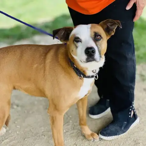 Gemma *Adopt Or Foster* photo 4
