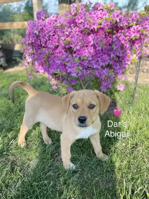 Dar’S Abigail