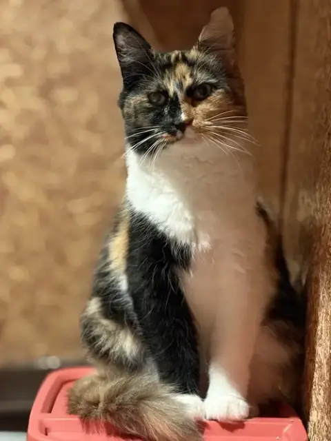Edith