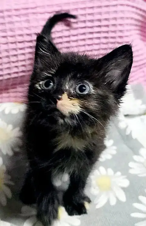 Agatha