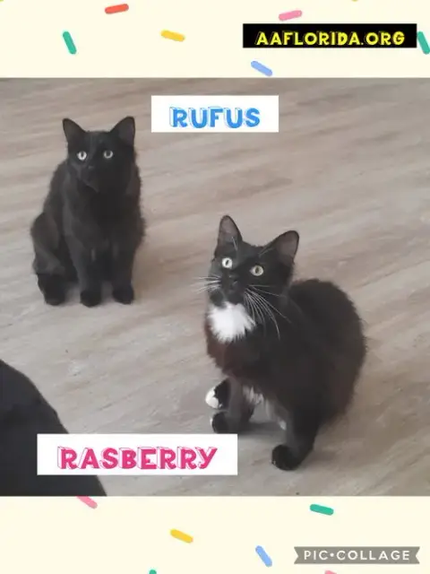 Rufus photo 3