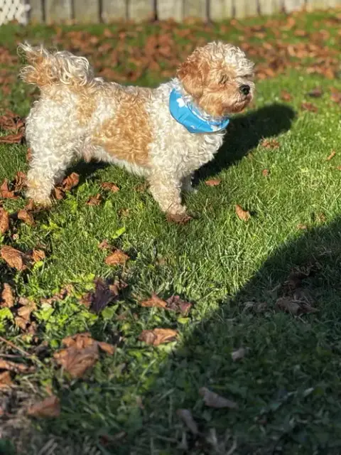 Boomer-Morrow photo 3