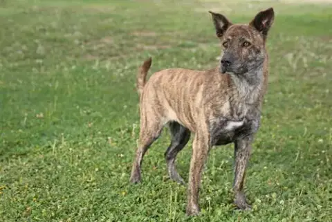 Tina