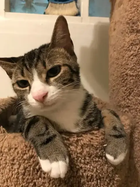 Brownie Boy