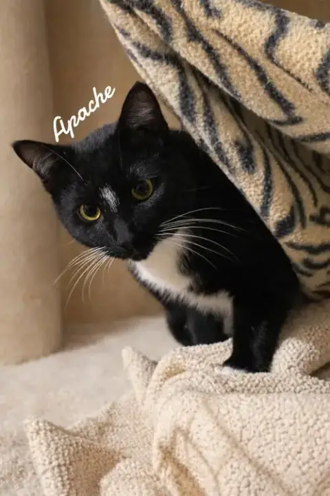 Apache photo 2