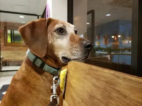 Hank photo 4