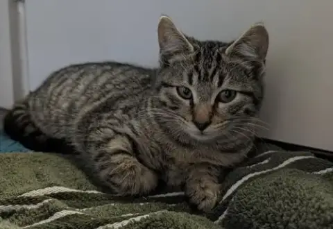 Linus