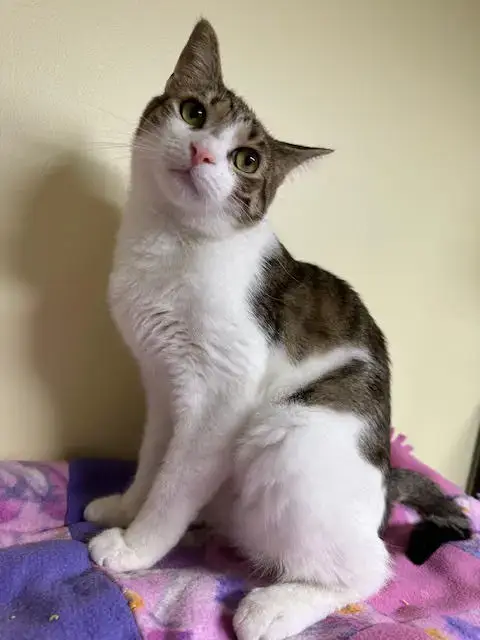 Maverick