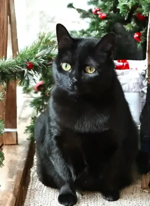 Missy photo 4