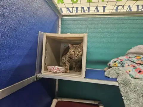 Tabbi