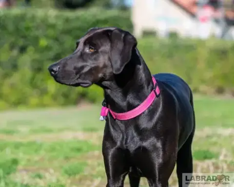 Ruby photo 4