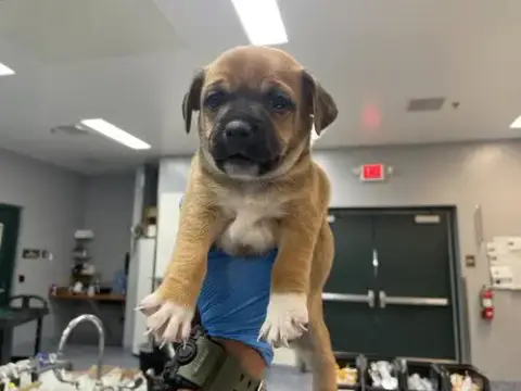 Dodger