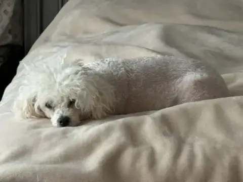 Daisy photo 3