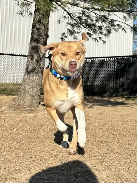 Dexter photo 4