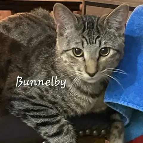 Bunnelby #Gentle-Wallflower