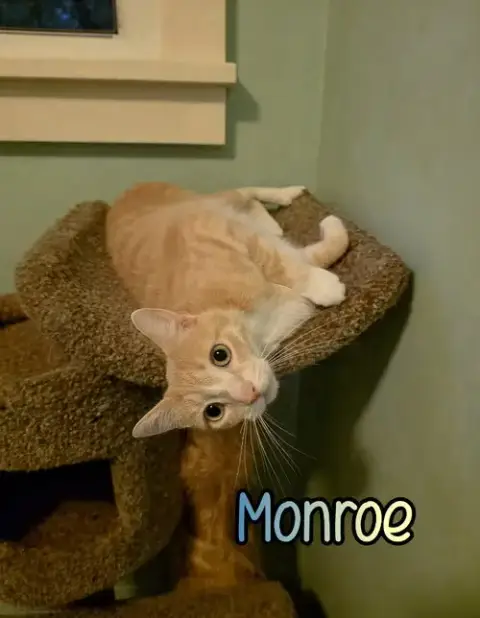 Monroe photo 3
