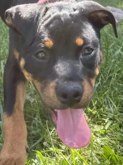 Rosie photo 5