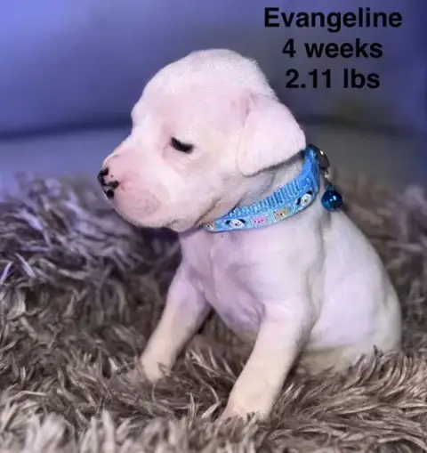 Evangeline