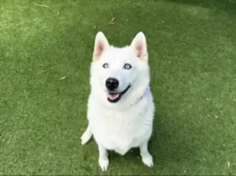 Foxie