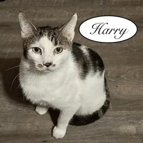 Harry photo 3