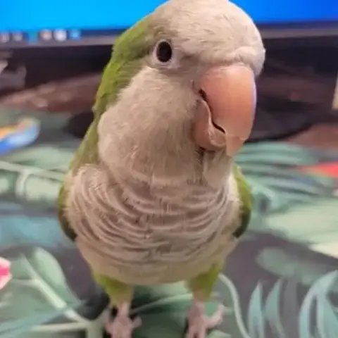Kiko
