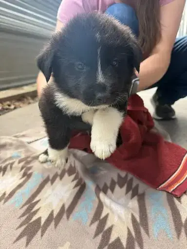 *Koda