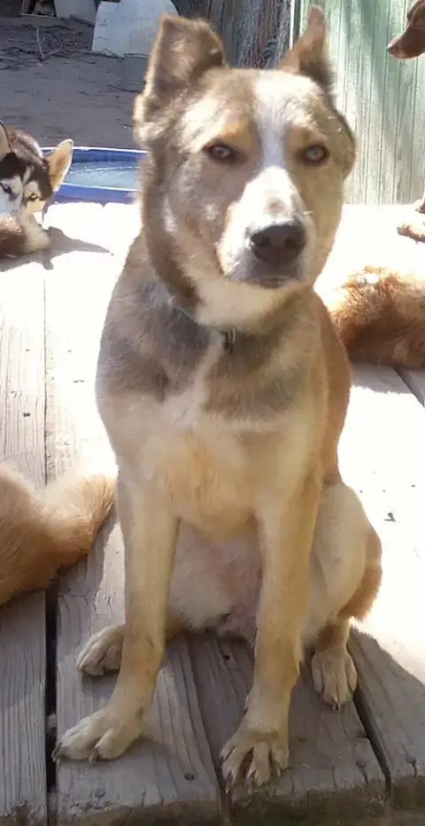 Quila photo 2
