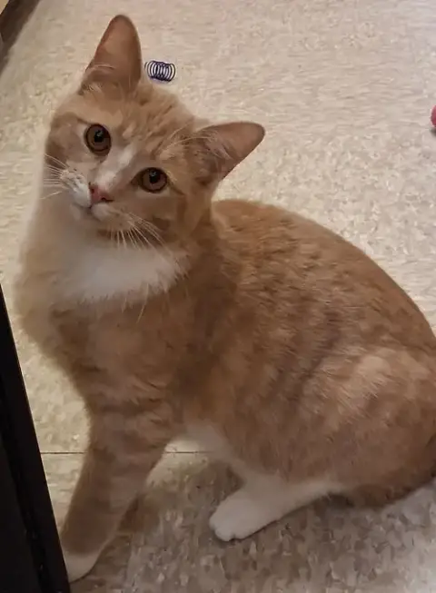 Jukebox @ Medina Petsmart