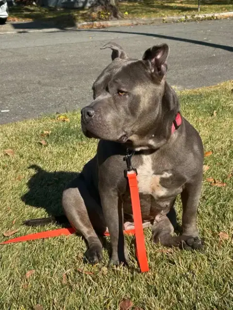 Sheba photo 2