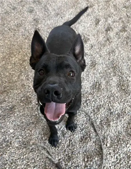 Fruit Bat