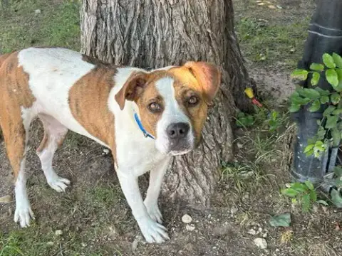 Stella